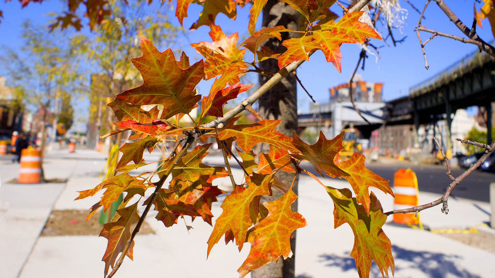 Autumn comes to the bus plaza in Williamsburg